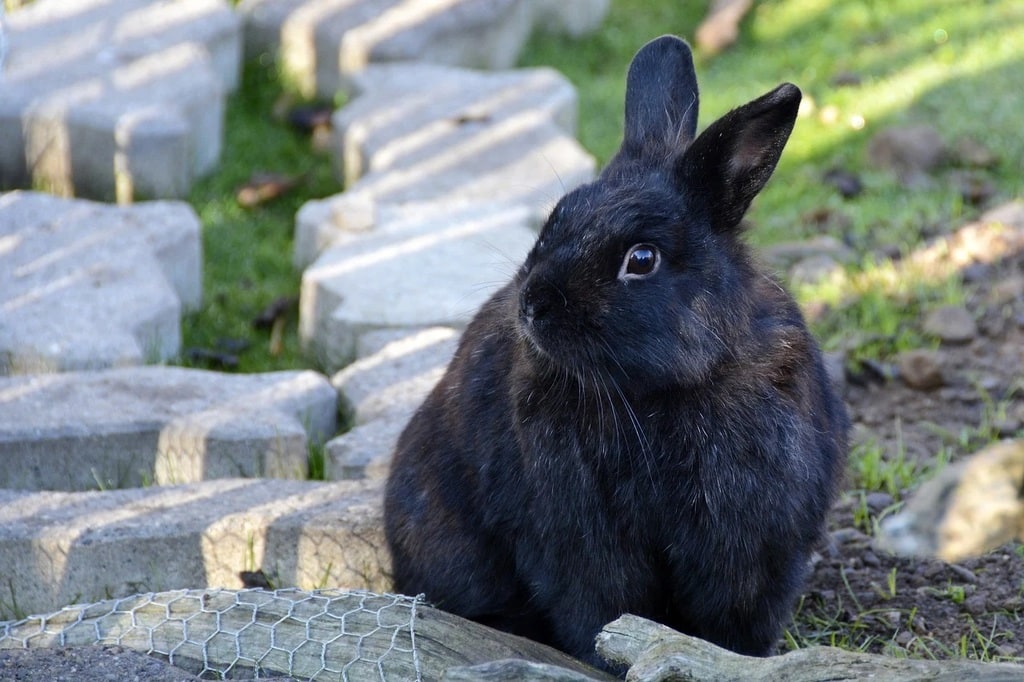 Choisir une assurance santé pour un animal de compagnie