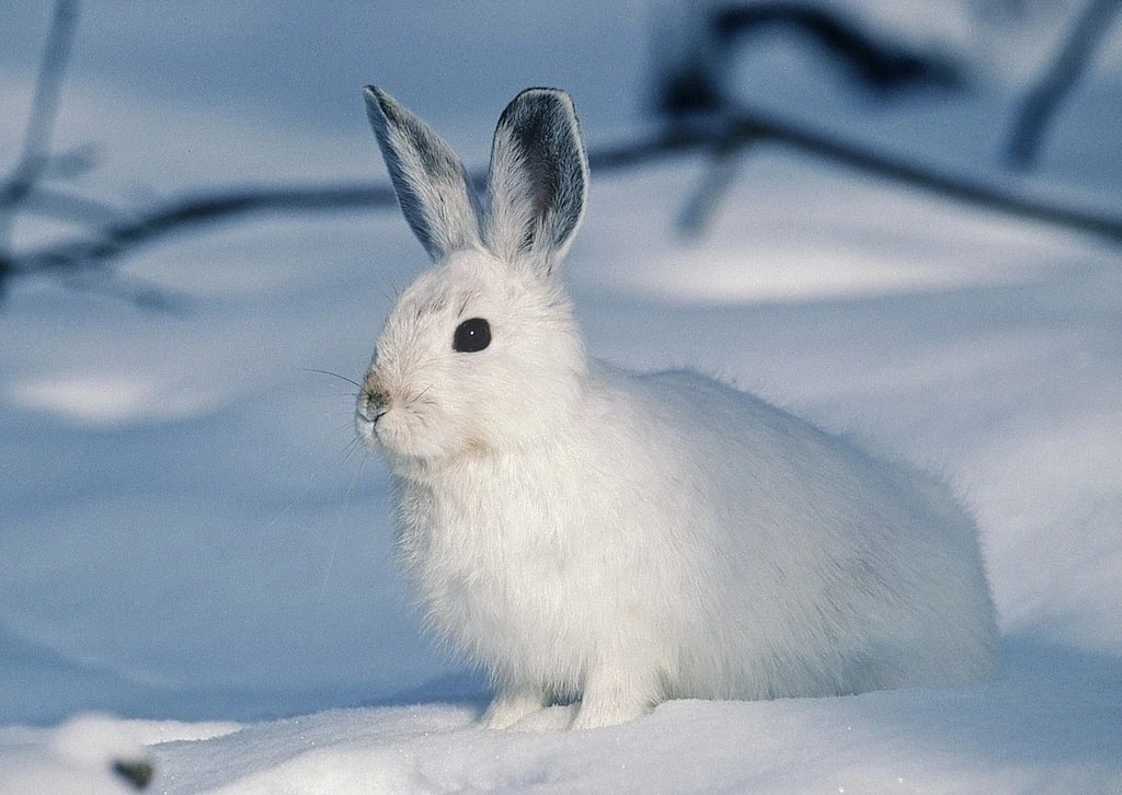 Comment s'occuper d'un lapin au quotidien ?