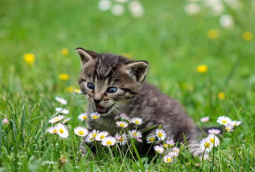 Les erreurs à éviter lors de l’éducation d’un chaton